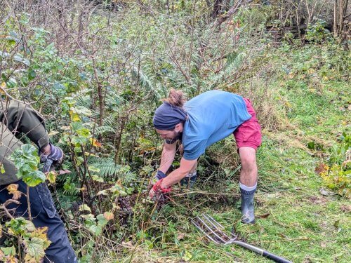 Bramble pulling