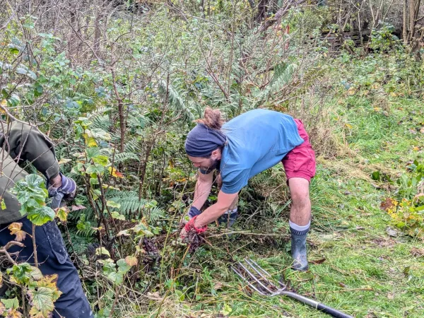 Bramble pulling